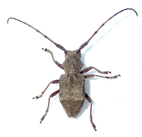 サヌキセダカコブヤハズカミキリ