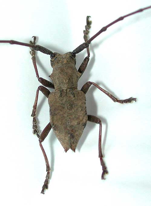 サヌキセダカコブヤハズカミキリ