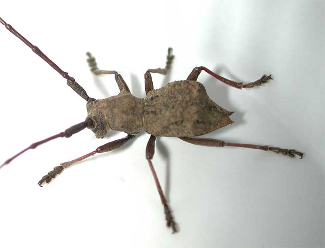 サヌキセダカコブヤハズカミキリ