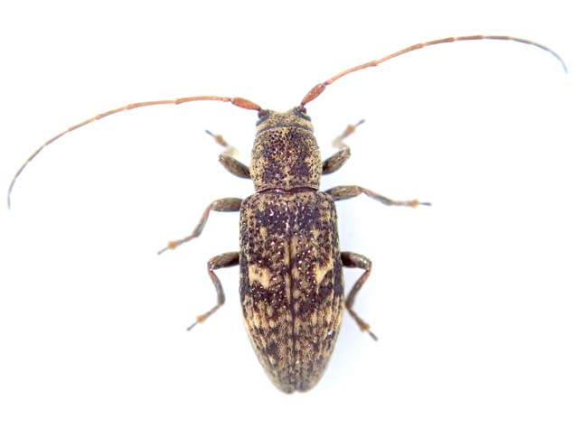 サタサビカミキリ