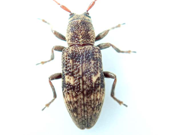 サタサビカミキリ