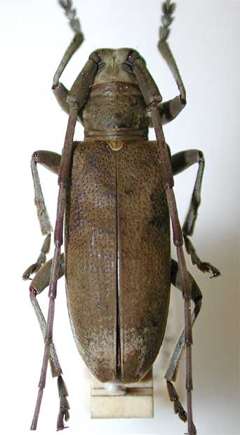 サトウビロウドカミキリ