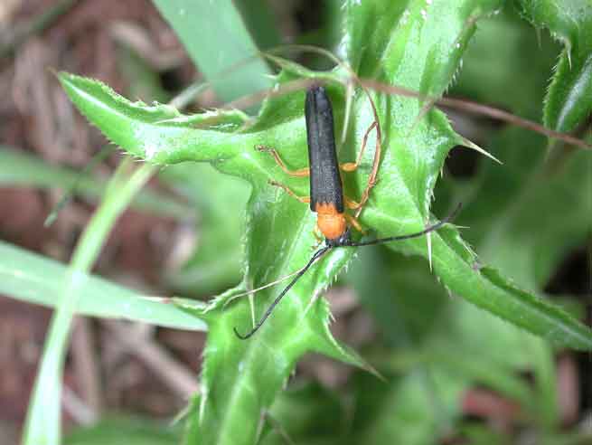 サツマリンゴカミキリ