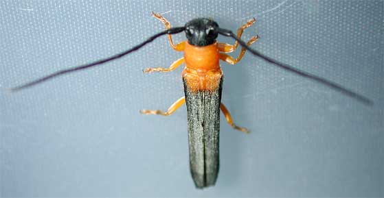 サツマリンゴカミキリ