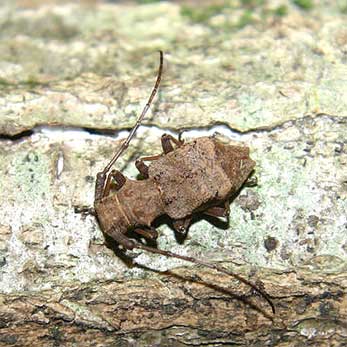 セダカコブヤハズカミキリ