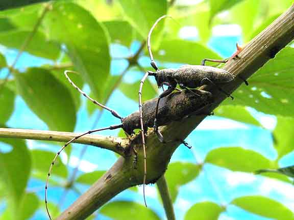 センノキカミキリ
