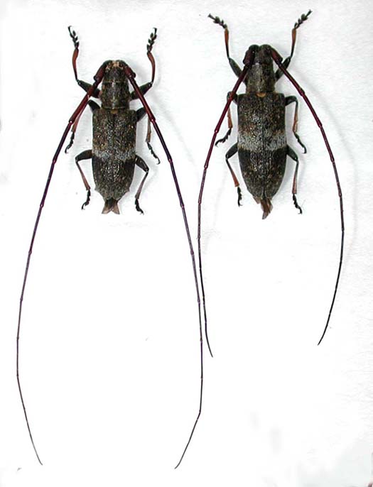 シコクヒメヒゲナガカミキリ