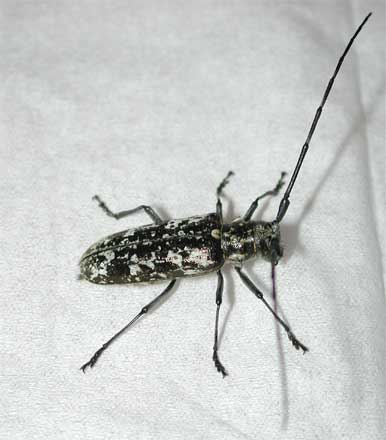 シラフヒゲナガカミキリ