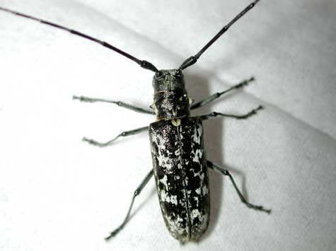 シラフヒゲナガカミキリ