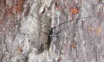 シラフヨツボシヒゲナガカミキリ