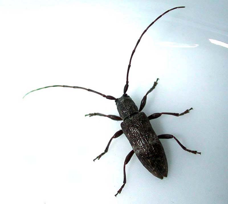 シロオビチビカミキリ