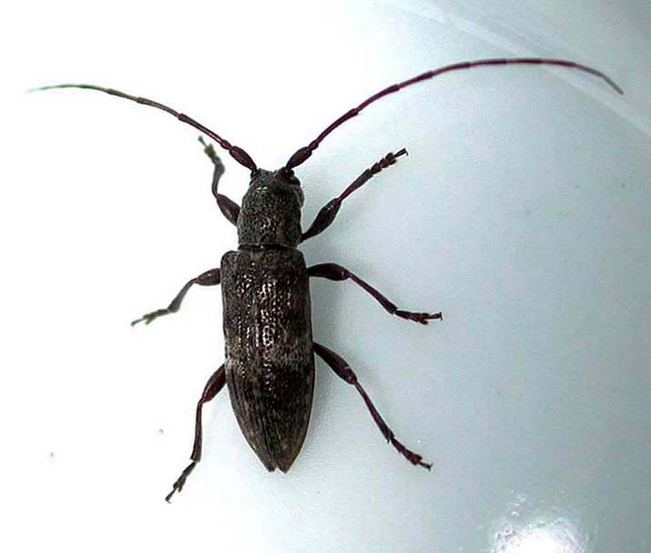 シロオビチビカミキリ