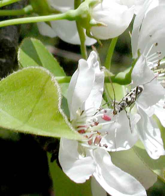 シロトラカミキリ