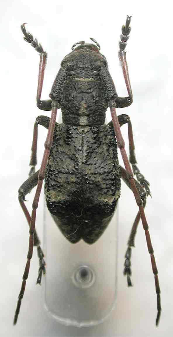 ソボセダカコブヤハズカミキリ