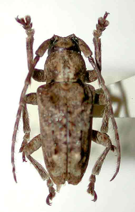 スジダカサビカミキリ