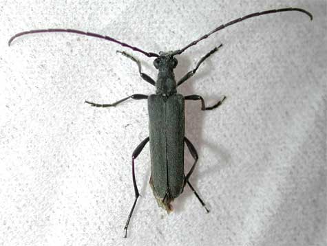 スミイロハナカミキリ