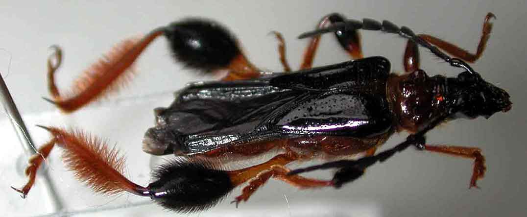 スネケブカヒロコバネカミキリ