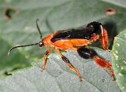 スネケブカヒロコバネカミキリ