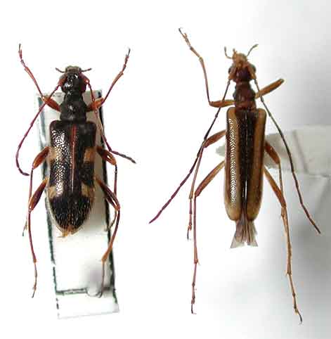 タカネヒメハナカミキリ