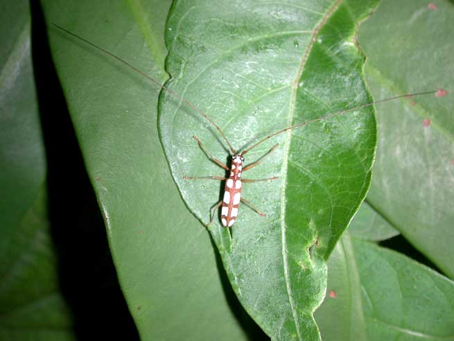 タカサゴシロカミキリ