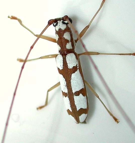 タカサゴシロカミキリ