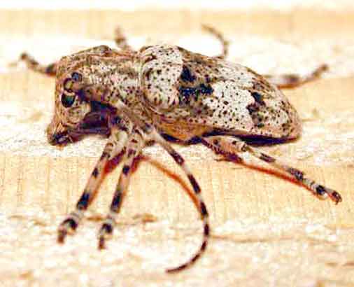 タネクロモンゴマフカミキリ