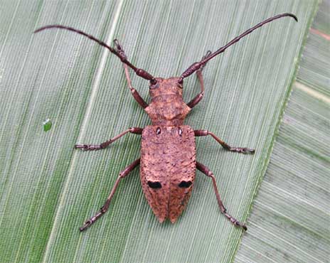 タニグチコブヤハズカミキリ