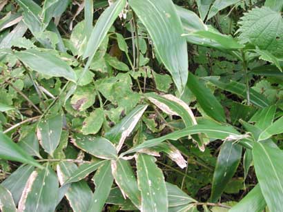 タニグチコブヤハズカミキリ