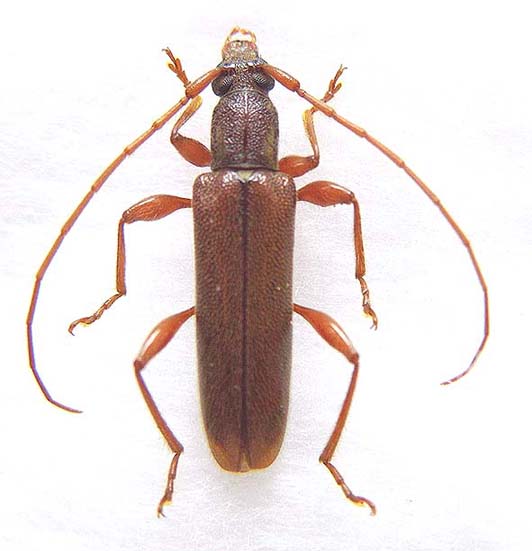 テツイロヒメカミキリ