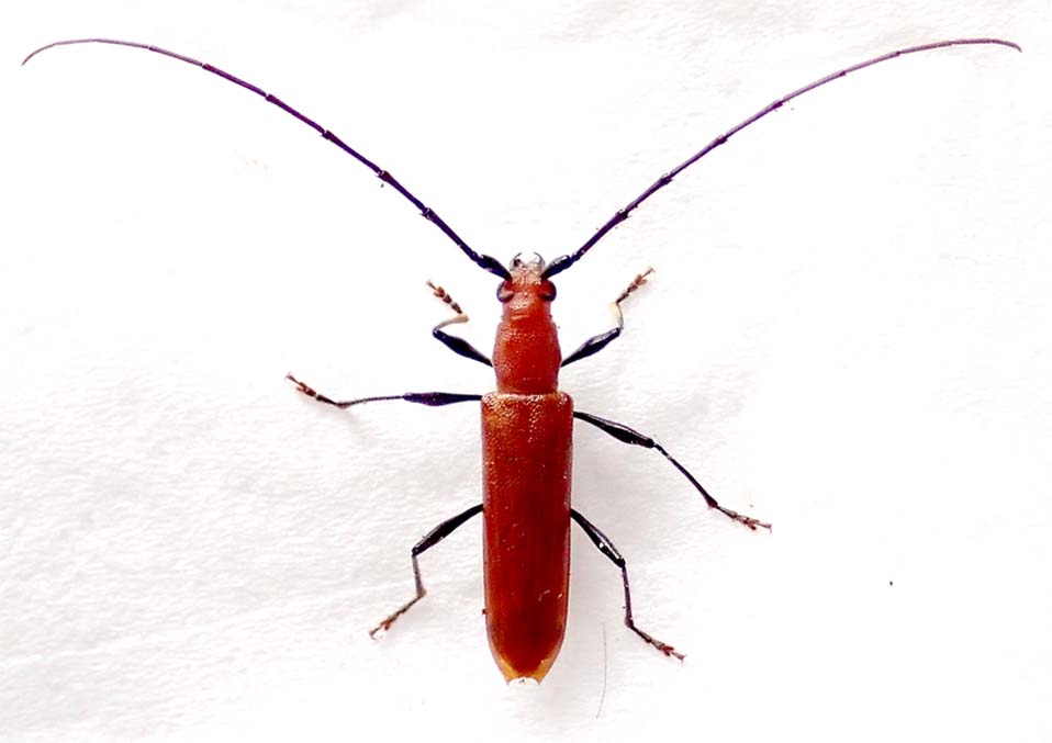 トビイロカミキリ