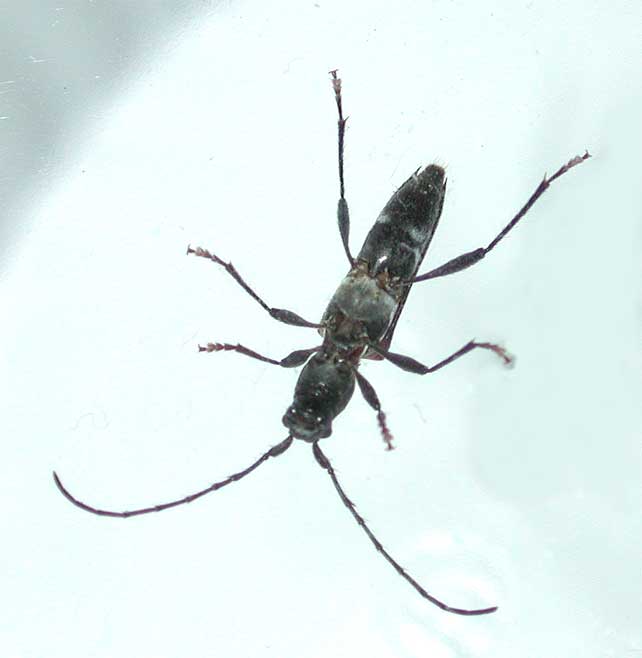 トガリバアカネトラカミキリ