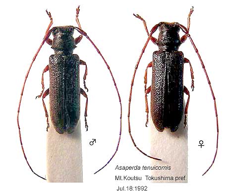 トゲムネホソヒゲカミキリ