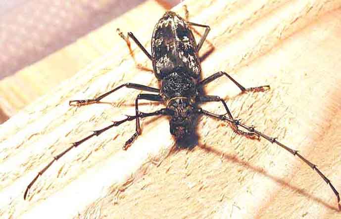 トゲムネミヤマカミキリ