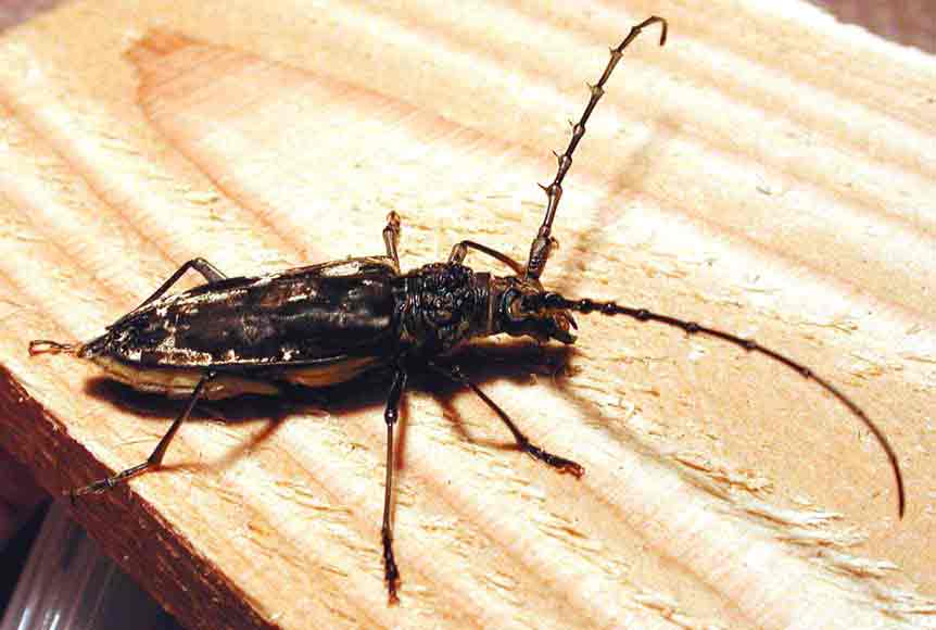 トゲムネミヤマカミキリ