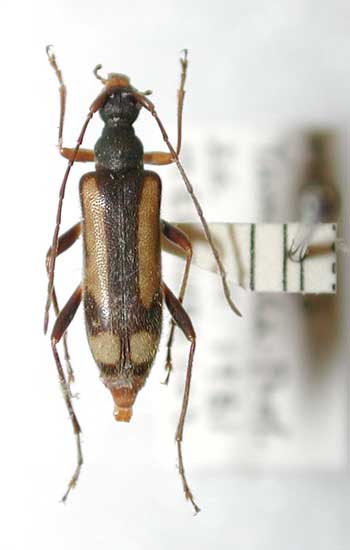 トウホクヒメハナカミキリ