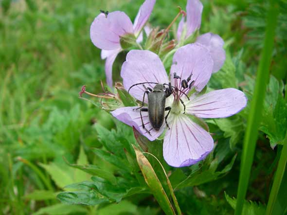 トホシハナカミキリ