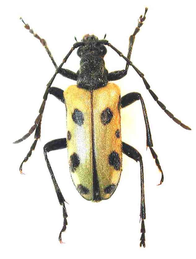 トホシハナカミキリ