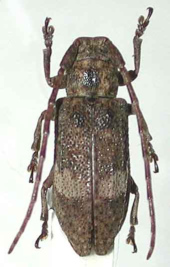 トカラウスフタモンサビカミキリ