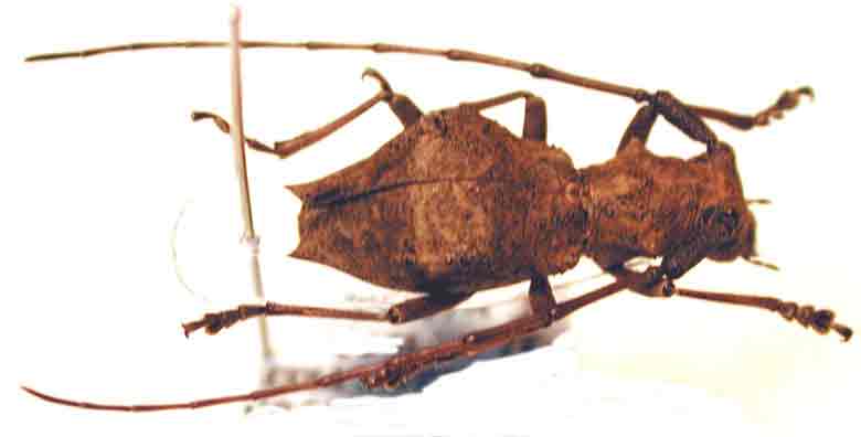 トクサカミセダカコブヤハズカミキリ