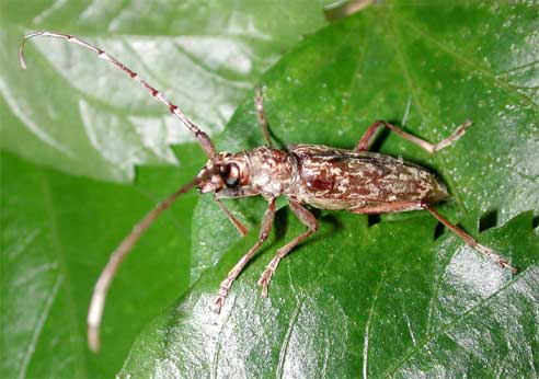 トクノシマキマダラミヤマカミキリ