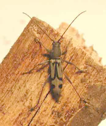 トウキョウトラカミキリ