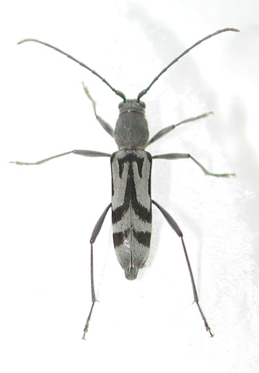 トウキョウトラカミキリ