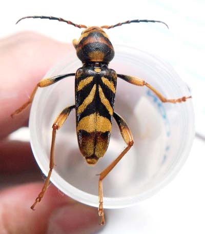 トラフカミキリ奄美諸島・沖縄諸島亜種