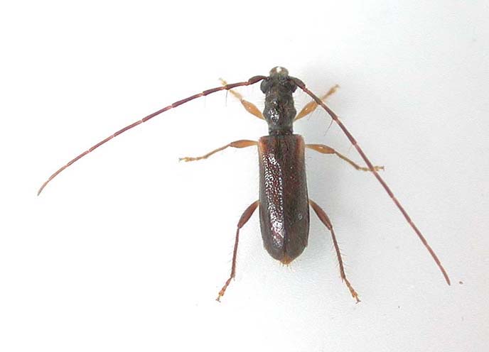 トワダムモンメダカカミキリ