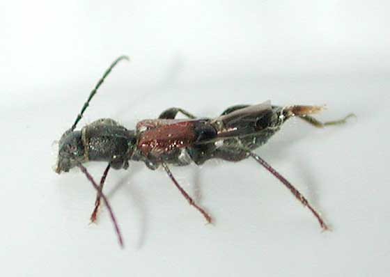 ツジヒゲナガコバネカミキリ