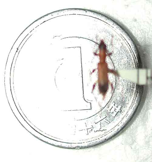 ツマグロアメイロカミキリ