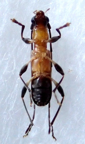 ツマグロアメイロカミキリ