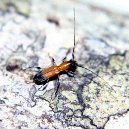 ツマグロアメイロカミキリ