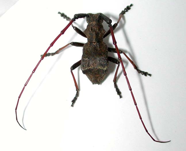 ツルギセダカコブヤハズカミキリ