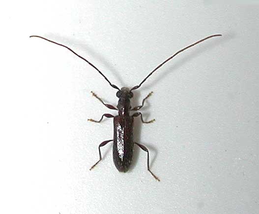 ツシマアメイロカミキリ